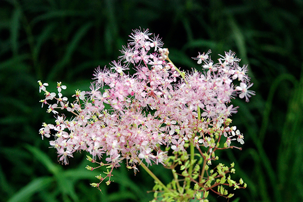 Native Plant - Queen of the Prarie